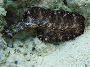 Bedford's flatworm, Pseudobiceros bedfordi