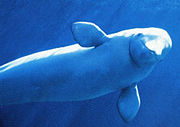 Belugawhale MMC.jpg