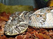 Bitis-arietans-4.jpg