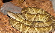 Bothrops-atrox.jpg