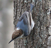 Brown-headed Nuthatch-27527-4c.jpg