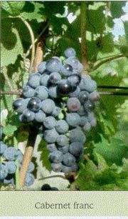 Cabernet Franc.jpg