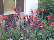 Italian Group Canna cultivated in Brazil