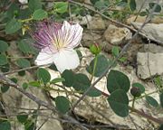 Capparis spinosa.jpg