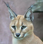 Caracal001.jpg