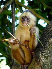 A young male White-fronted Capuchin (Cebus albifrons).