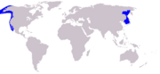 Gray Whale range