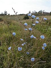 Common chicory (Cichorium intybus)