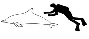 Size comparison an average human