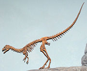 Reconstruction of the skeleton of Compsognathus longipes, North American Museum of Ancient Life