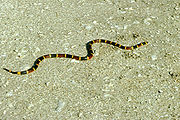 Coral snake (Micrurus sp.)