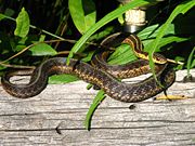 Common garter snake, Thamnophis sirtalis