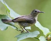 Crimson Sunbird (male above, female below)