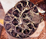 Crotalus adamanteus CDC.png