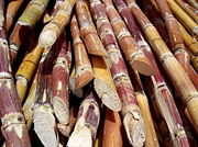 Cut sugar cane