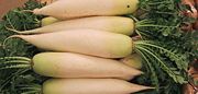 A pile of daikon radishes.