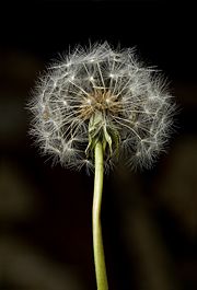 Dandelion Clock.jpg