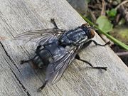 A flesh-fly