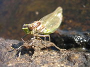 Dragonfly emerging.JPG