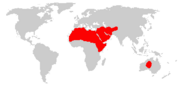 domestic dromedary range