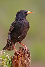 Adult S. v. vulgaris in breeding plumage (probable male)