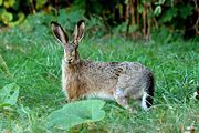 European Hare (Lepus europaeus)