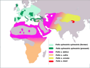 The five subspecies of Felis silvestris according to a 2007 DNA study.[3]