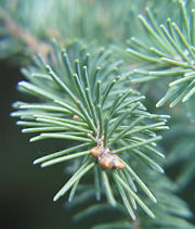 White Spruce leaves (needles)