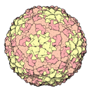 Foot-and-mouth disease virus-coating protein