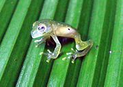 Glass frog2.jpg