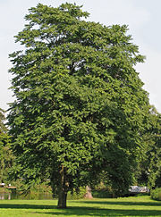 Large specimen growing in a park in Germany