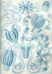 "Ctenophorae" from Ernst Haeckel's Kunstformen der Natur, 1904