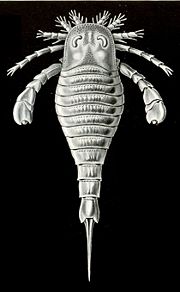 Eurypterid from Ernst Haeckel's Kunstformen der Natur, 1904.