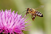 Honey bee approaching a Milk Thistle flowerhead