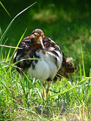 Kampfläufer 2007-06-08 118.jpg