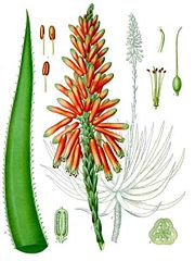 Aloe succotrina