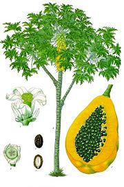 Papaya tree and fruit, from Koehler's Medicinal-Plants (1887)