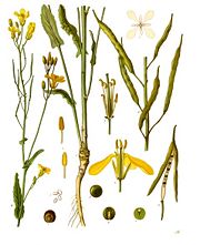 Rapeseed (Brassica napus)