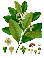 Allspice