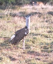 Kori Bustard