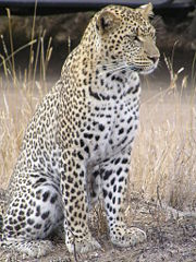 Leopard africa.jpg