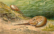 Limulus.jpg