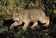 Canadian Lynx