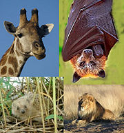 Clockwise from the upper left: giraffe, golden crown fruit bat, lion, hedgehog