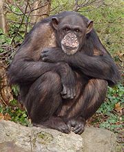 Common Chimpanzee (Pan troglodytes)