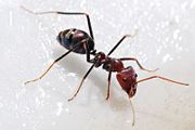 Meat eater ant feeding on honey