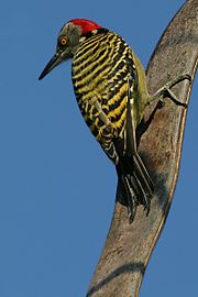 Hispaniolan Woodpecker