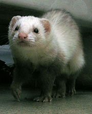 A domestic ferret