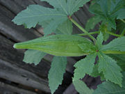 Unpicked okra