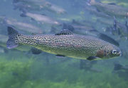 Oncorhynchus mykiss.jpg